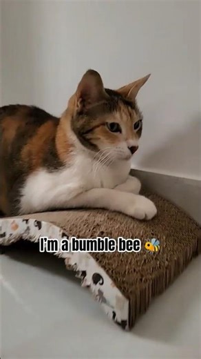 I'm a bumblebee 🐝 #catshorts #funnycat #catvideos #cutecat #viralshorts #cute #kitten #cat #cats