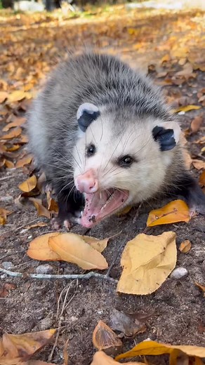 In the process of trapping rats in our garage, I’ve caught two large opossums. The first one ran away as soon as it was released. This second one this morning, did not run away but stood its ground, growled and tried to look threatening. I left it alone after making this short video and it eventually returned to the wild, 10 November 2025. (If you like this video, please check out my Cabin Branch Wildlife page. | Hunter Desportes