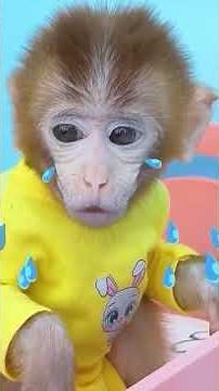 Monkey Baby Shark | Nursery Rhymes & Kids Songs |Bobby Kids Songs