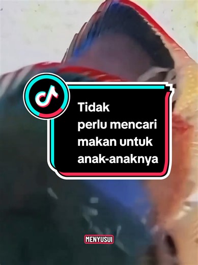 HEWAN TIDAK PERLU MENCARI MAKAN UNTUK ANAK-ANAKNYA Ikan Discus (Symphysodon discus) adalah ikan hias air tawar populer asal Amazon yang dijuluki