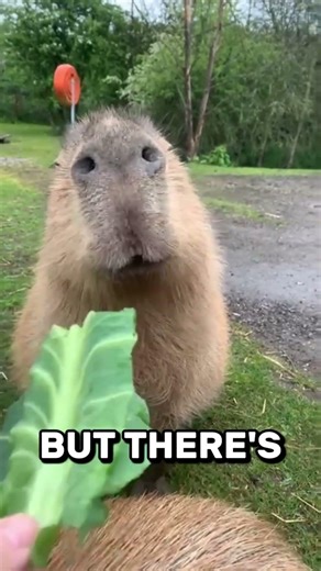 This is why Capybara's don't get eaten by predators! 🍊