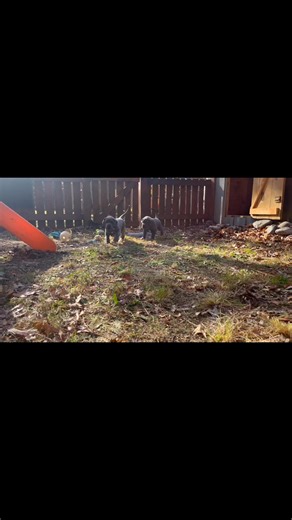 Stellar Huntress Great Danes on Reels