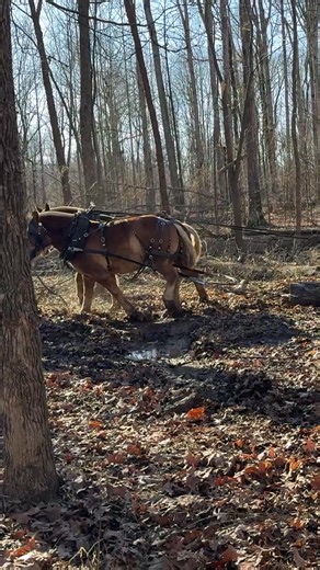 463K views · 10K reactions | Sounds from the woods. Check out the Digital Edition of our June/July 2025 issue, available on our website now! | Rural Heritage Magazine | Facebook