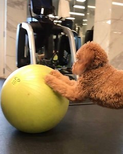 Let's just say Enzo does not like this exercise ball 😂😂. He is working on his craft to become an NFL offensive lineman! LOL #thoseguysgetpaidwell | Michael Strahan