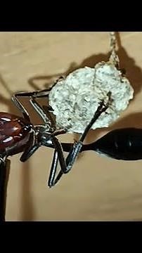 In The Eyes Of The Thread-Waisted Wasp:Assessing The Threat|Natures Wildlife|Insects#viral