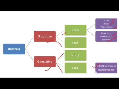B-lactam antibiotics (part 1-Penicillins)