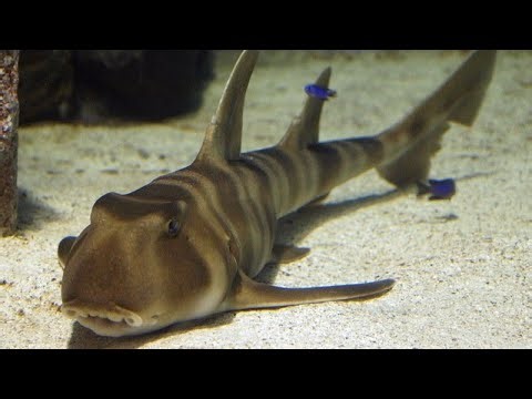 Facts: The Japanese Bullhead Shark