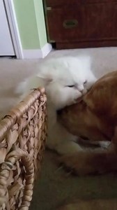 6K views · 512 reactions | I love my Buddy-Boo <3 | Hunter and Friends | Facebook