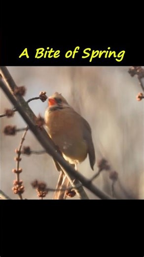 A Bite of Spring 🌸🐦‍#cardinals #birdwatching #birdfeeder