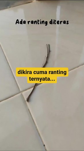 Belalang Ranting: Serangga Pemakan Daun dengan Kemampuan Kamuflase Malam Hari