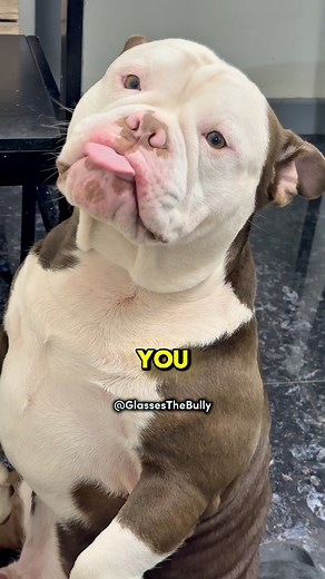 please don’t mind the lipstick 💄 at the end🐾🤣🐾 #dog #PetCommunity #love #pet #petlove #cute #fbreels #funny #americanbully | Glasses the Bully