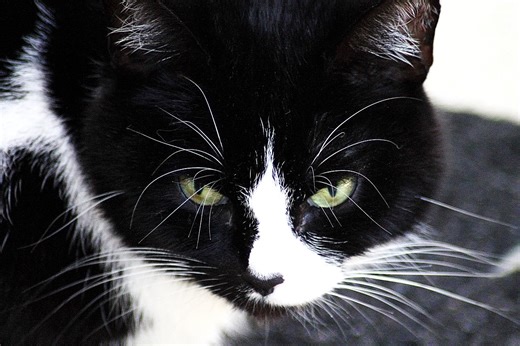 200 Best Names for Black-and-White Cats