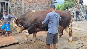 52K views · 1.6K reactions | Sapi bull on Reels | Facebook