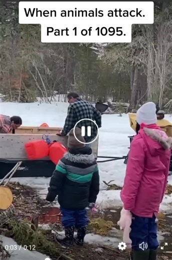 Hilarious Flyingsquirrel Encounter Caught on Camera