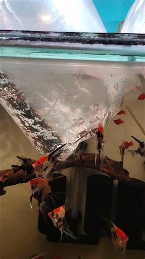 Angel fish tank setup #aquarium #angelfish #aquariumfish #fishtank #shorts