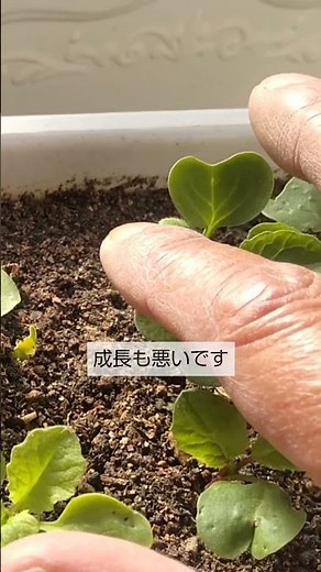 1/21【ラディッシュ】種まき 3回目の種まきですが温度が低いので発芽率も成長も悪いです
