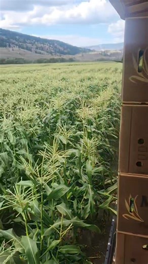 sweet corn 🌽 🌽🌽🌽😋 😍 ☺️ 🚜 🚜 🚜 🚜 🚜 #farminglife #combine #funny #tractor #farmgirl #harvest #agriculture #farm #farming #gardening #nature #organic #farmlife #homegrown #growyourown #farmer | Farmer girl