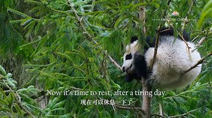 13K views · 2.9K reactions | As more and more panda bears are being released back to the wild, the biggest challenge for panda cubs is to learn to climb the trees. #AmazingChina | People's Daily, China | Facebook