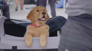 Seattle author of Racing in the Rain enjoys the new attention