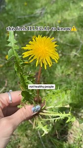 9.5K views · 237 reactions | Dandelion Recipe , dandelion tea 𥳐 , dandelion salve 林 , dandelion season ☀️, dandelion benefits , holistic health ⚠️Designed to entertain and inform, not to provide medical or health advice. Always consult your doctor when if comes to your personal health or before you making changes to your diet, exercise, or lifestyle.⚠️ #dandelions #plantmedicine #naturalremedy #health | 픦픡픞픥픬픩픦픰픱픦픠 | Facebook
