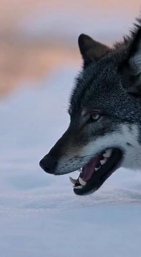 Bison vs Wolves — Yellowstone Riverbank Standoff