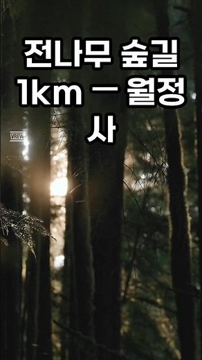 "전나무 숲길 1km — 월정사"- #월정사 #평창여행 #강원여행 #전나무숲 #오대산 #사찰여행 #힐링여행 #한국여행 #숲길 #겨울여행 #쇼츠 #shorts