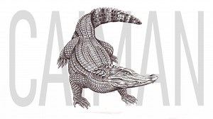Caiman drawing step by step with scales and shading tips