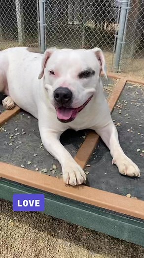 Meet some of our wonderful ladies here at K9 CC! #love #dog #LaurelRoad4Nurses #fyp #women