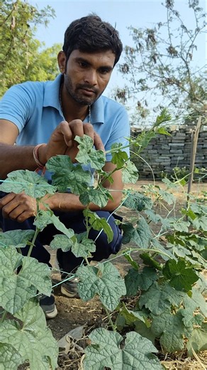 Ridge Gaurd plant is growing well #nature #farming #ridgegourd #shorts