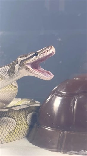 MOCHI | Lesser Axanthic VPI Royal / Ball Python | #feeding #short 💚🎬 (07.12.25)