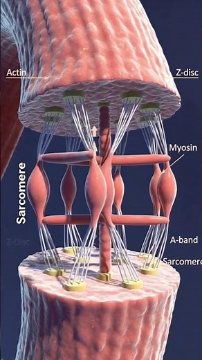 Muscle contraction #viral #SlidingFilamentTheory #Myosin