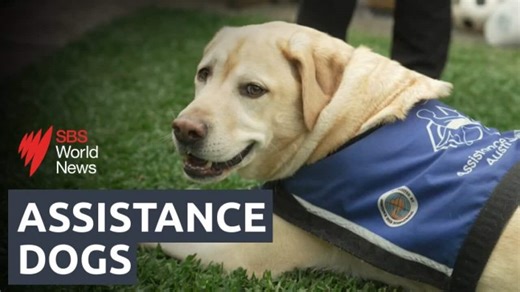Assistance Dogs Australia grows to meet demand from people with disability