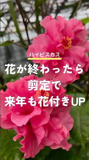 Prune After Flowering for More Blooms Next Year *Re-uploaded September video🙇🏻‍♀️