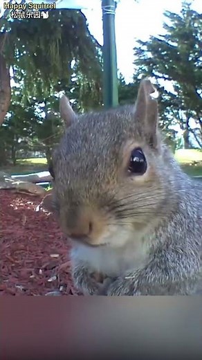 Angry squirrel sound effect