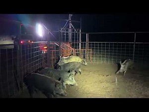 How not to load hogs. Ending is worth it.