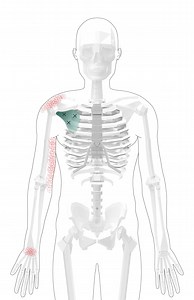 Subscapularis Trigger Points | Overview and Self Treatment