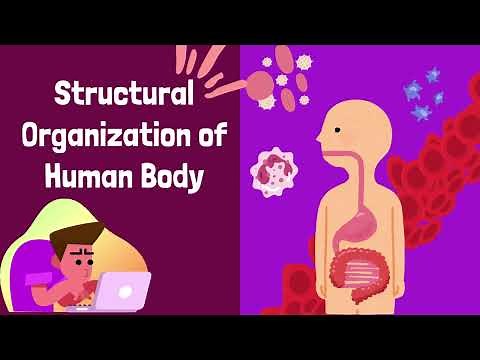 What Are The Levels Of Organization In The Body - Organization Of The Human Body | Human Biology