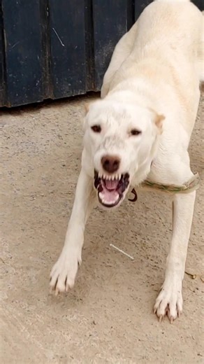 Intense Guard Dog Bark ⚡🐕 | Raw Aggressive Sound