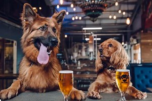 7 Amazing Employee Perks, From Trips Across the World to Dog Daycare