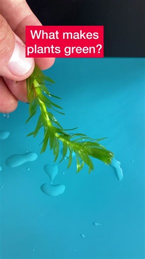 Exploring the Aquatic Plant Elodea