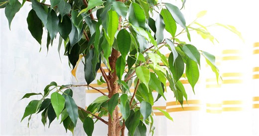 Ficus benjamina, el bonito árbol de interior que llena tu casa de vida