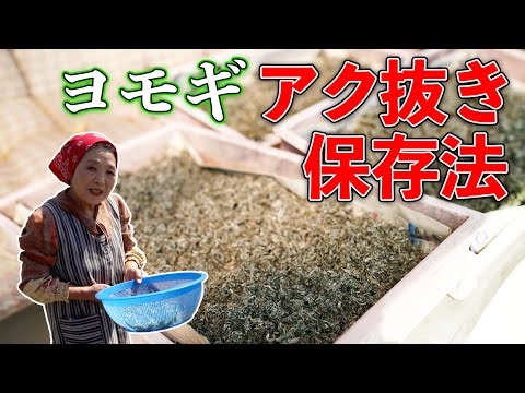 よもぎペーストの作り方、春の恵みを手軽に楽しむ節約レシピ！