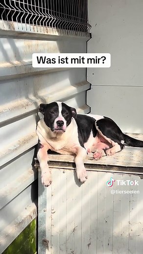 Tierheimhunde suchen liebevolles Zuhause
