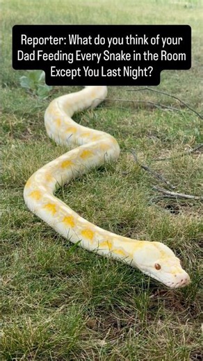 Pet Reticulated Python