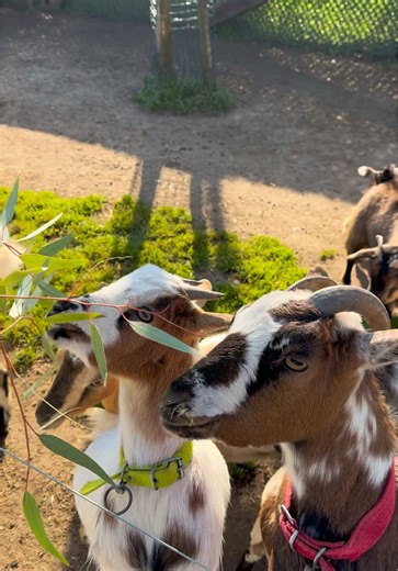 çiftlik hayatı 🌿🌻😍 #çiftlikhayatı#koykahvaltisi#cuce#fypシ゚viral🖤tiktok☆♡🦋myvideo #f