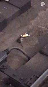 347K views · 552 shares | There can only be one Splinter  | This is Happening | Facebook