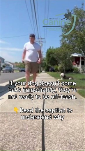 If your dog doesn’t come back immediately, they’re not ready for off-leash.