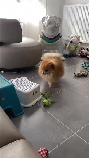 Funny Dog Shorts Video From Youtube