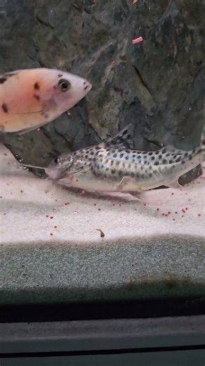 baby Cichlid #fish #fishkeeping #aquascape #aquarium #Cichlid #catfish #shark #fry #breeding