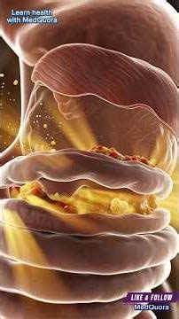What Happens to Food Inside Your Stomach #humanbody #facts